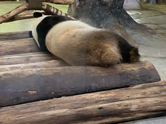 -海南热带野生动植物园