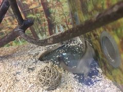-上海大自然野生昆虫馆(东方明珠·爬宠昆虫探索中心)