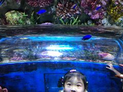 -暹罗海洋世界