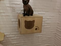 -momokira米努特·德文卷毛猫·棉花面纱犬
