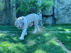 -北京野生动物园