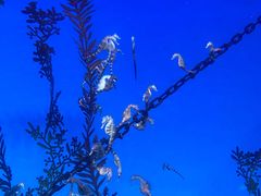 -上海海洋水族馆