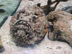 -太平洋海底世界