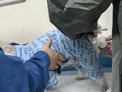 -康爱犬猫诊所·牙专科·骨外科·影像内科(丰宁店)