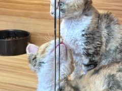 -猫十亿·布偶金渐层·曼基康矮脚猫舍(青年路店)