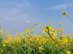 -绵阳盛世樱花悠乐谷
