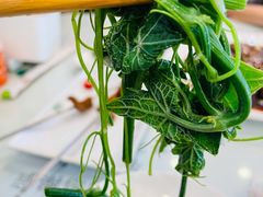 凉拌丝瓜尖-南来顺饭庄·清真(南菜园店)