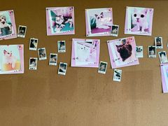 -猫在这儿猫咪咖啡馆·撸猫馆