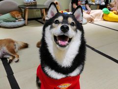 -逗柴咖啡屋·狗咖猫咖宠物桌游