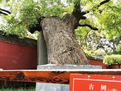 -天宁寺