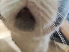 -藏猫猫咖啡主题馆(中央大道店)