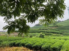 -龙坞茶村