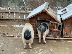 -清河半岛温泉度假酒店