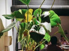 -荷风细雨·中国茶宴(碧云店)