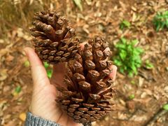 -南宁良凤江国家森林公园