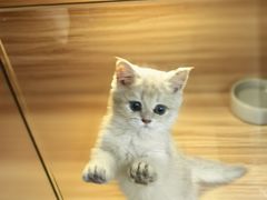 -猫十亿·布偶金渐层·曼基康矮脚猫舍(青年路店)