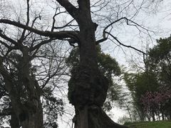 -桑洲油菜花景区