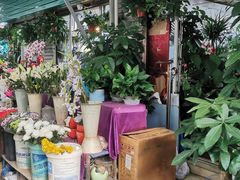 -曲阳花鸟市场(曲阳路店)