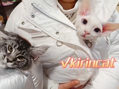 -十年猫舍·猫咪专门店(普陀店)