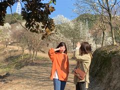 -新建村梅花