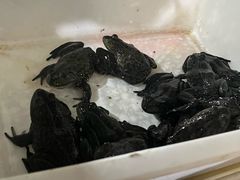 -烧哥美蛙肥肠鱼火锅·十五年社区店