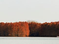 -上海海湾国家森林公园