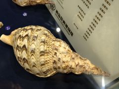 -青岛贝壳博物馆