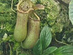 -国家植物园南园