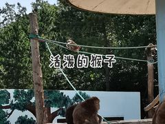 -西霞口神雕山野生动物世界