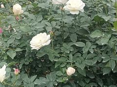 -人民公园(罗湖区)