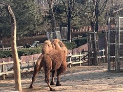 -石家庄市动物园