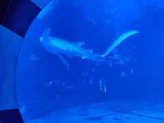 -烟台海昌鲸鲨海洋公园