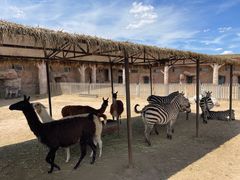 -鄂尔多斯野生动物园