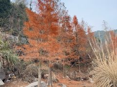 -小芝红树林