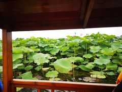 -荷塘月色湿地公园·向阳花洲
