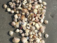 -台山黑沙湾海浴场