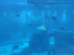 -迪拜水族馆及水下动物园