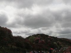 -贵州百里杜鹃风景名胜区