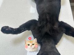 -瑞派旺宝宠物医院·犬猫全科综合·尿道专科(莲兴院)