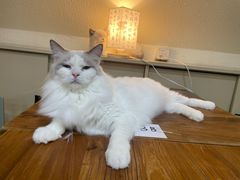 -猫小院猫主题餐厅(南锣旗舰店)