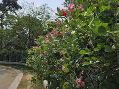 -九华山公园