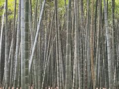 -同里国家湿地公园