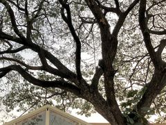 -Cheevit Cheeva(Sirimangkalajarn)