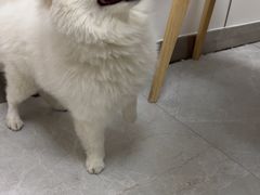 -中农国际动物医院24小时·猫科·骨科·急重症中心