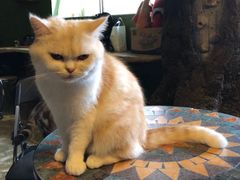 -猫猫幼稚园·撸猫·桌游·电玩