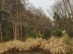 -昆山城市生态森林公园