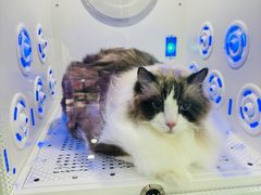 -爱洗澡的猫(望京店)