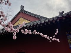 -桃花堤公园
