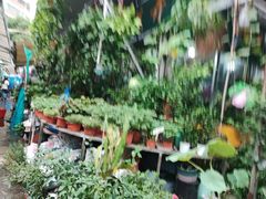 -曲阳花鸟市场(曲阳路店)