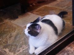 -猫咪博物馆(顶澳仔猫街店)